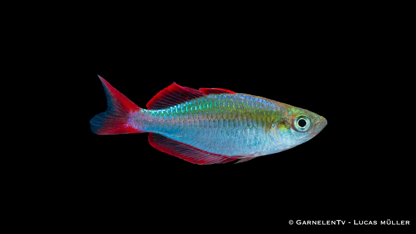 Prachtregenbogenfisch Iriatherina werneri mit ausgezogenen Flossen im Pflanzen Aquarium