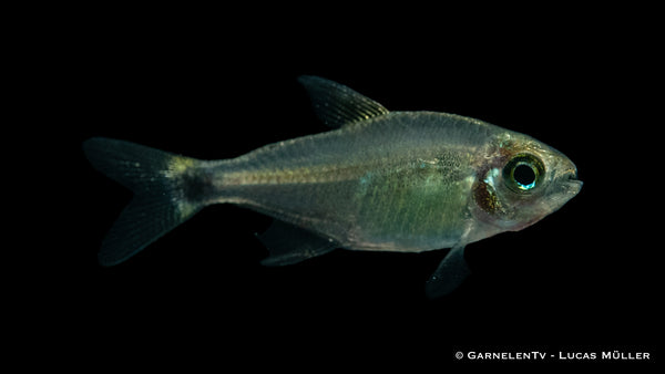 Procyon Salmler - Hyphessobrycon procyon