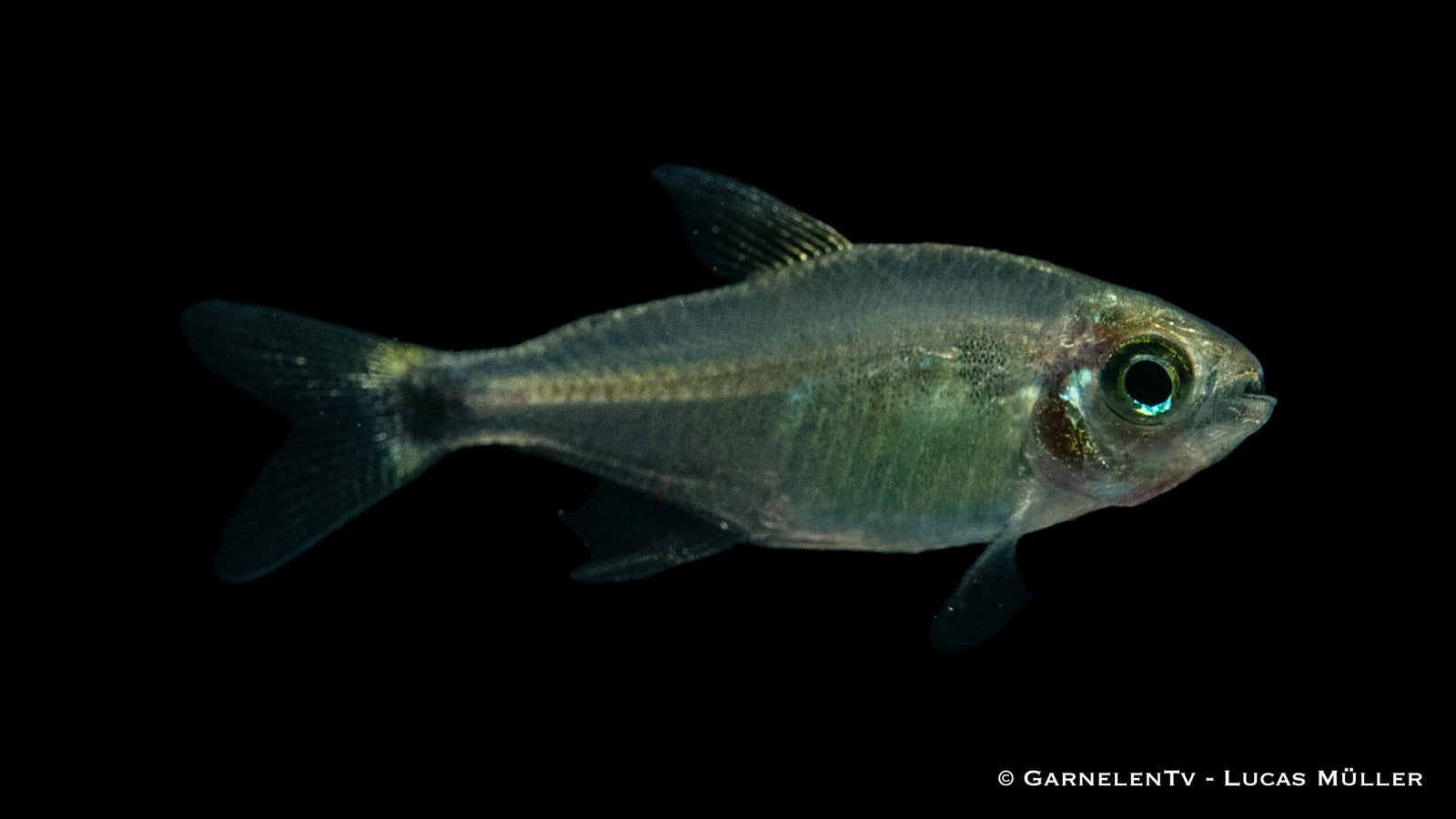Procyon Salmler (Hyphessobrycon procyon) im Aquarium