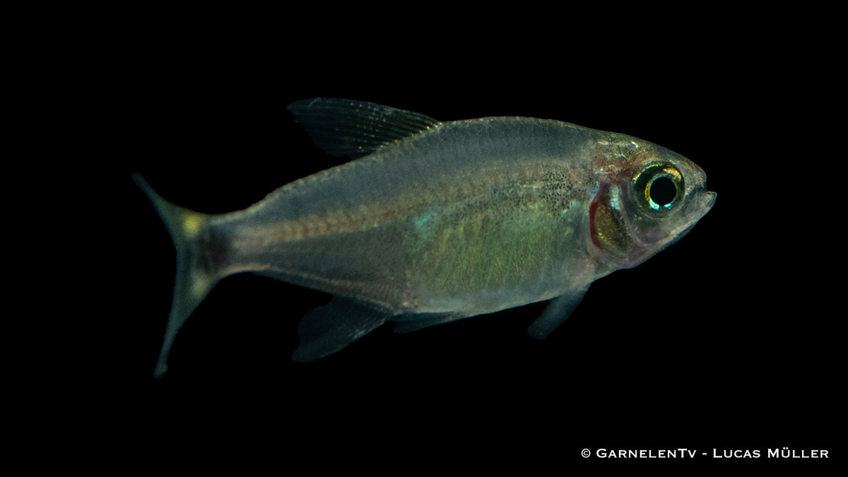 Procyon Salmler schwimmt friedlich im Süßwasseraquarium
