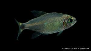 Procyon Salmler schwimmt friedlich im Süßwasseraquarium