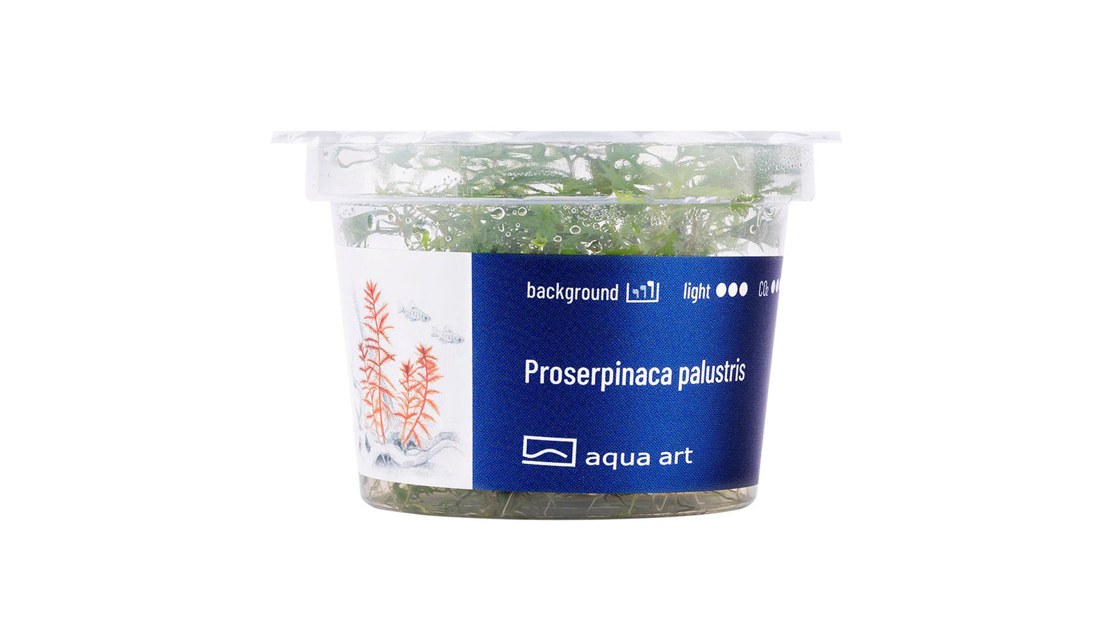 Proserpinaca palustris - InVitro - GarnelenTv-Shop