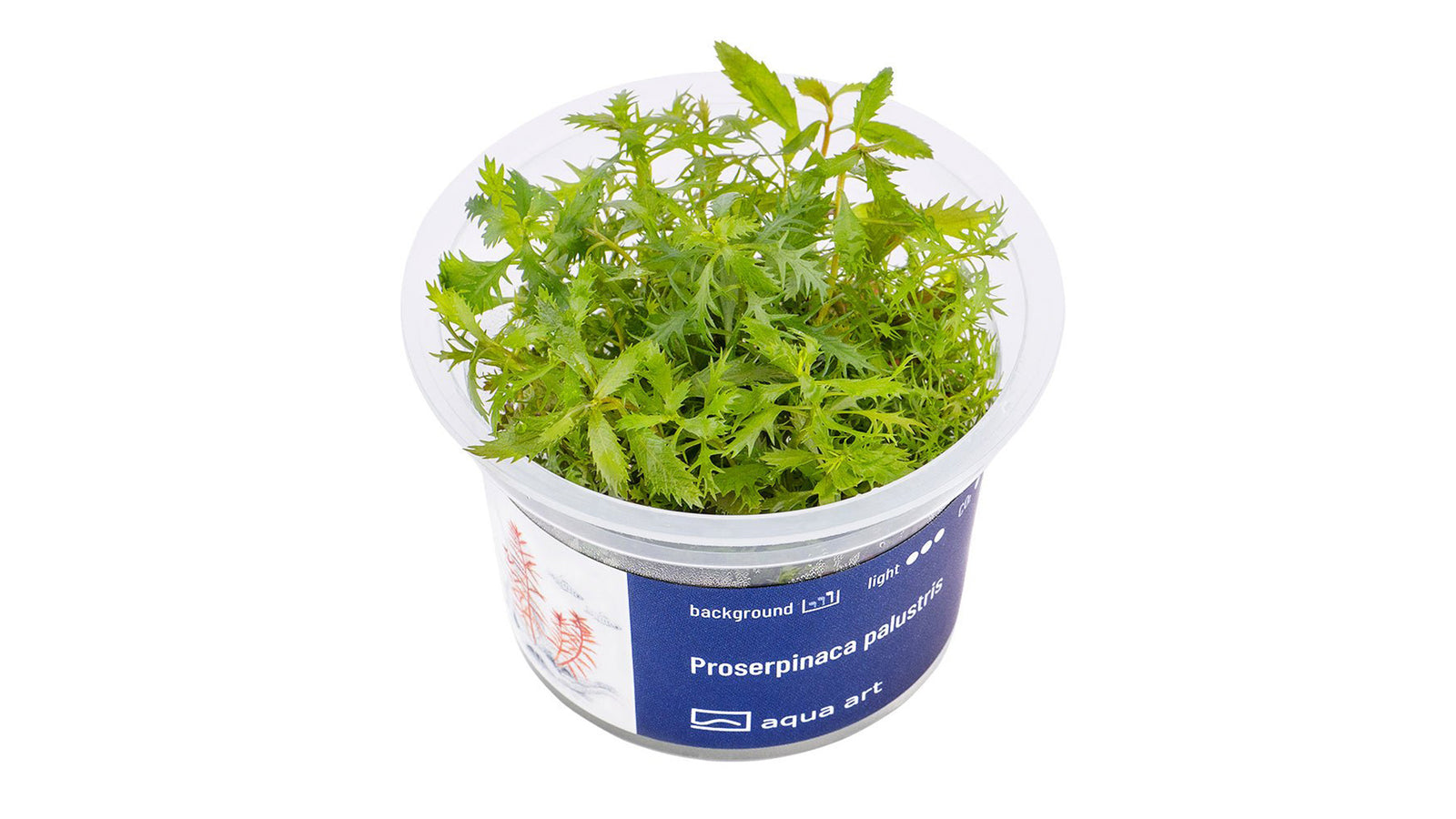Proserpinaca palustris - InVitro - GarnelenTv-Shop