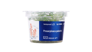 Proserpinaca palustris - InVitro - GarnelenTv-Shop