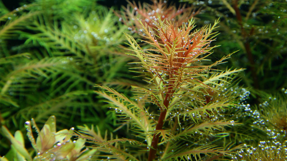 Proserpinaca palustris &#39;Cuba&#39; im Aquarium