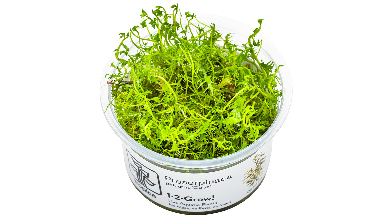 Proserpinaca palustris 'Cuba' InVitro Pflanze