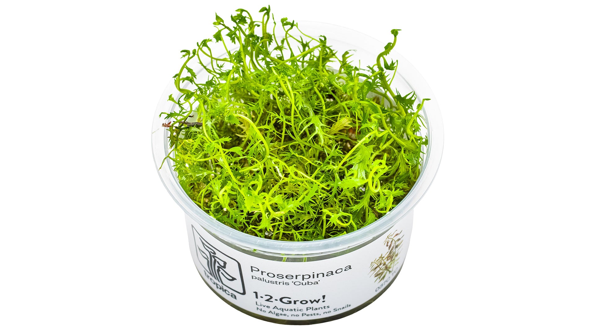 Proserpinaca palustris 'Cuba' InVitro Pflanze