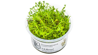 Proserpinaca palustris 'Cuba'