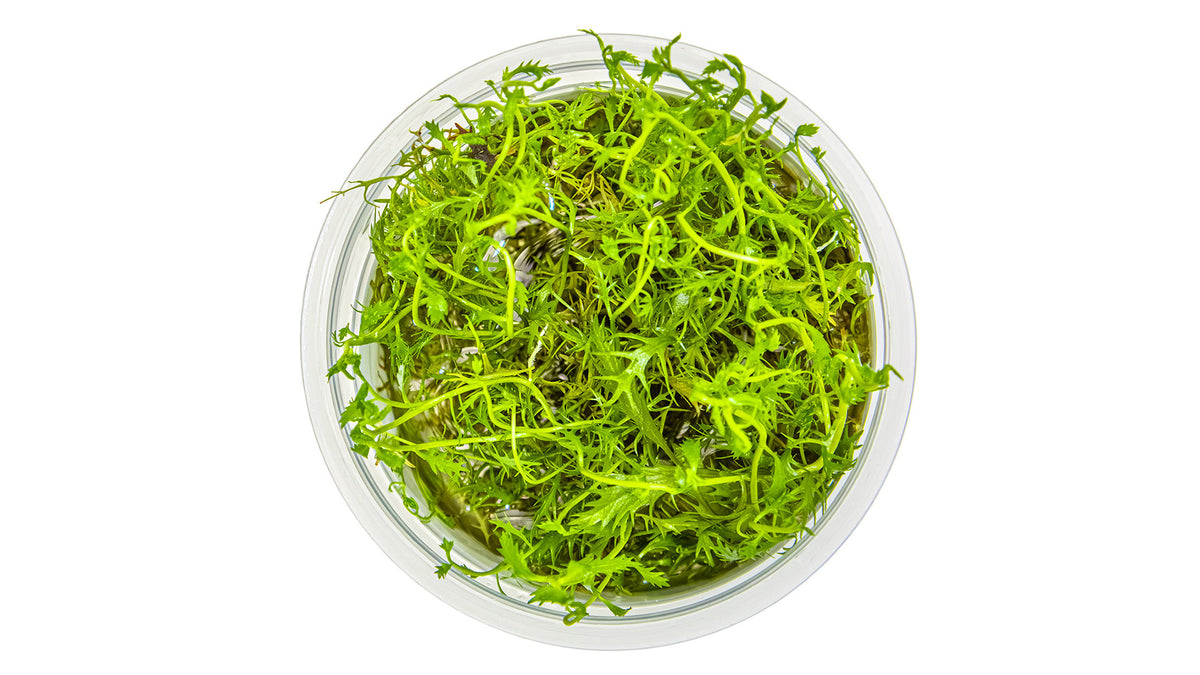 Proserpinaca palustris &#39;Cuba&#39; von oben