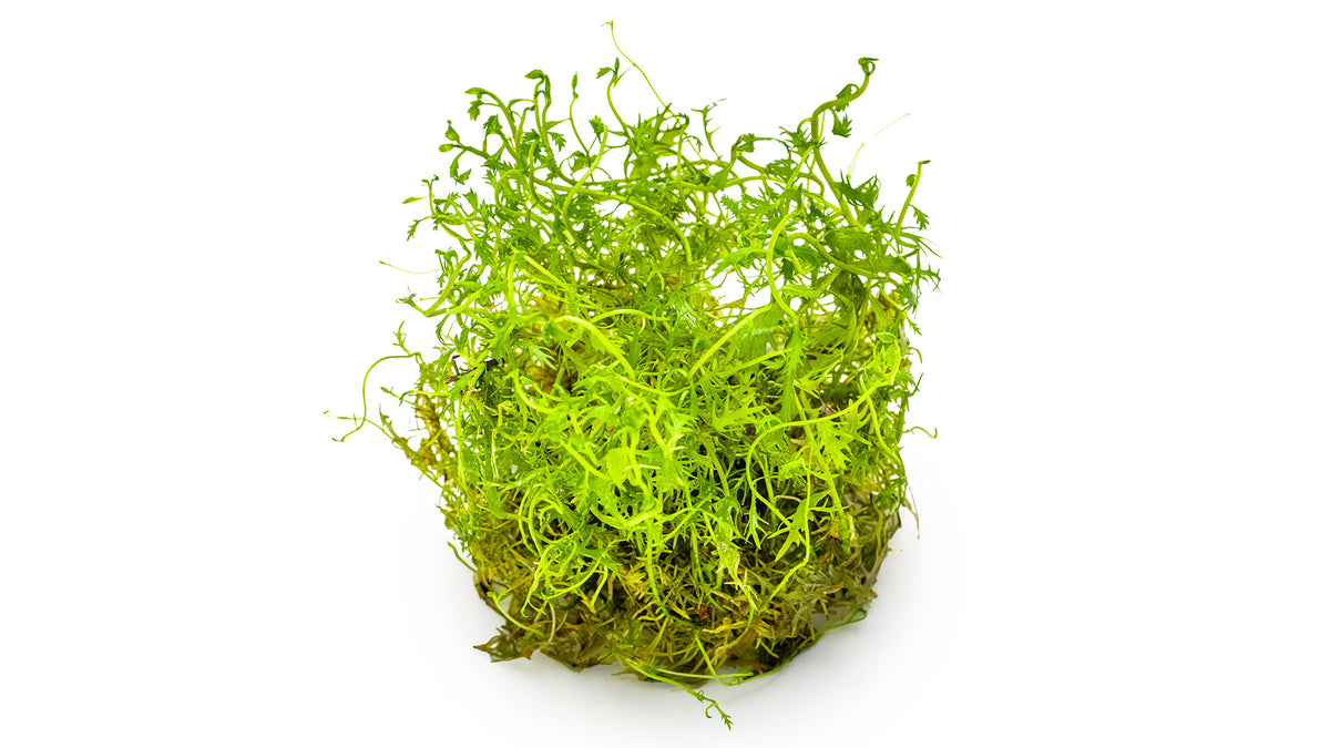 Proserpinaca palustris &#39;Cuba&#39;