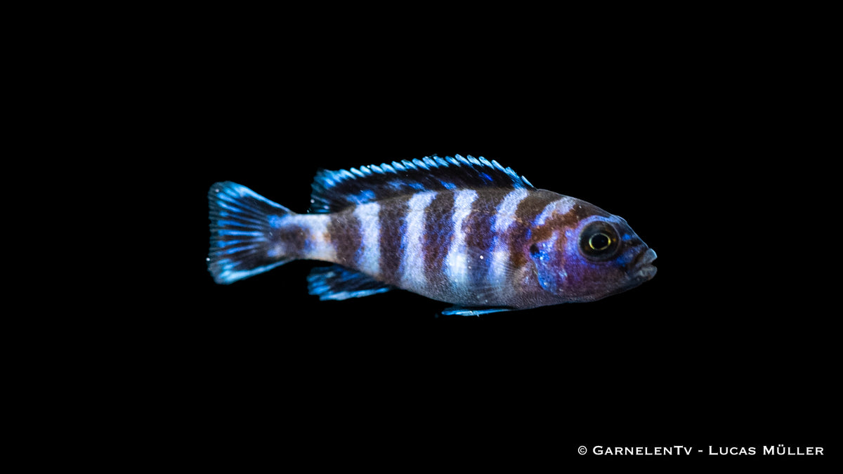 Pseudotropheus demasoni – Wasserwerte und Pflege im Detail