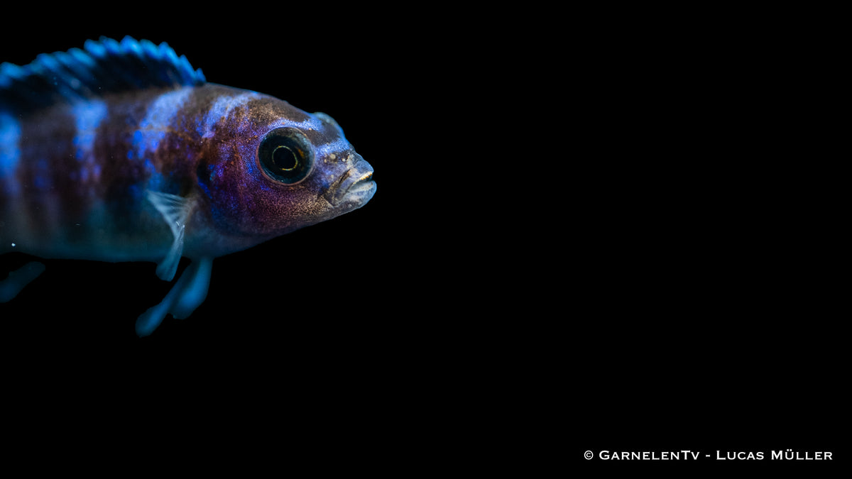 Pseudotropheus demasoni mit spezieller Malawisee-Cichlidenkost