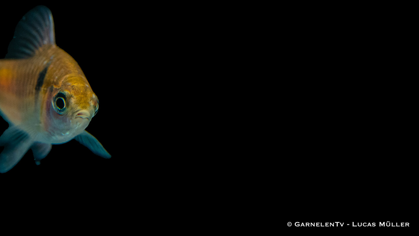 Odessabarbe schwimmend im Aquarium