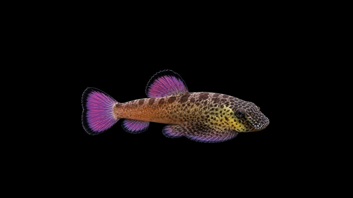 Purple Fin Flossensauger - Pseudogastromyzon laticeps im Aquarium