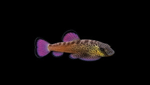 Purple Fin Flossensauger - Pseudogastromyzon laticeps im Aquarium