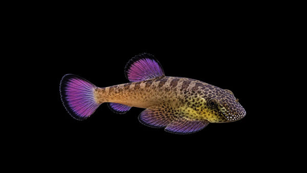 Purple Fin Flossensauger - Pseudogastromyzon laticeps | Rarität!