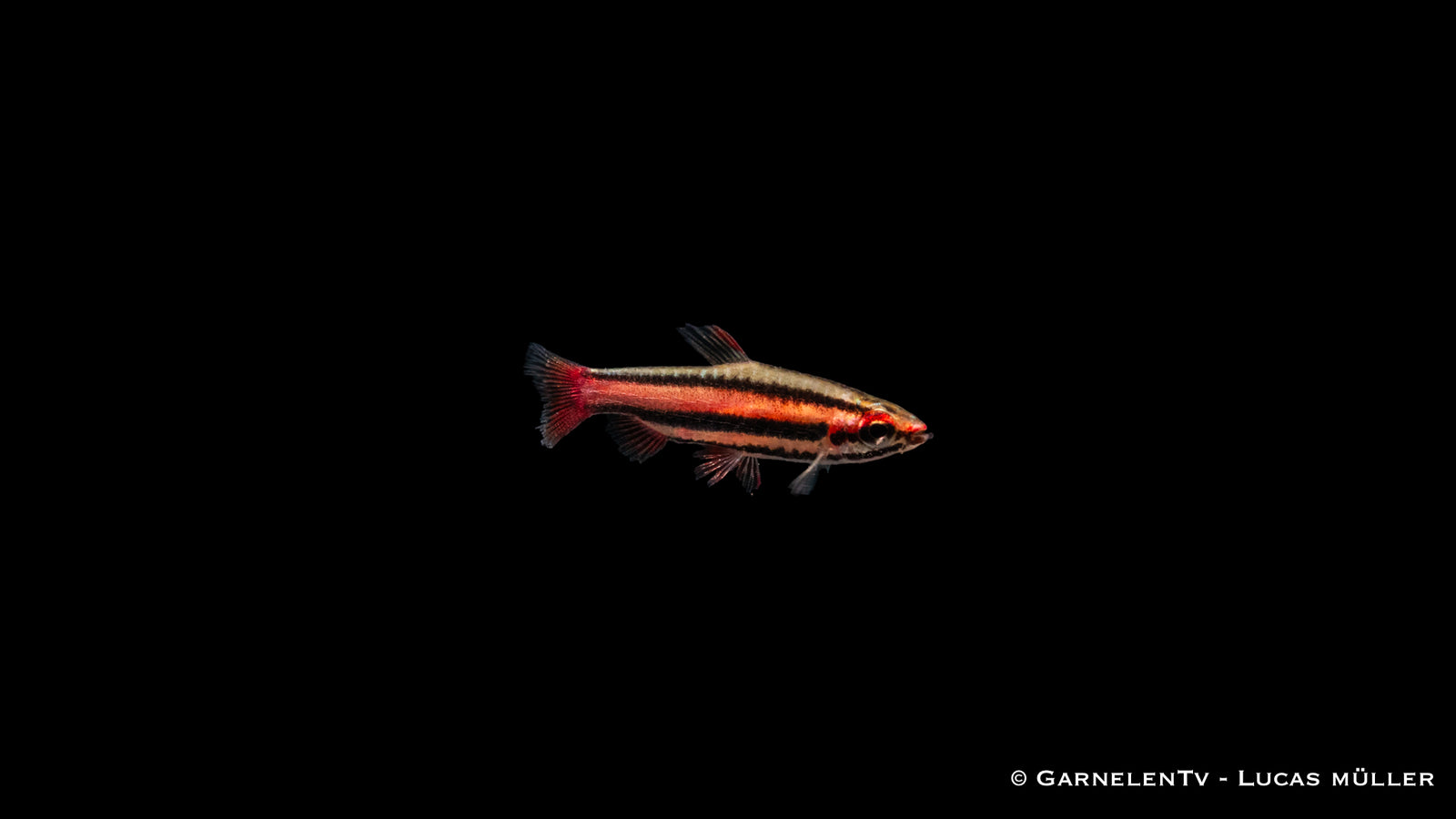 Purpur Ziersalmler (Nannostomus mortenthaleri) im Aquarium