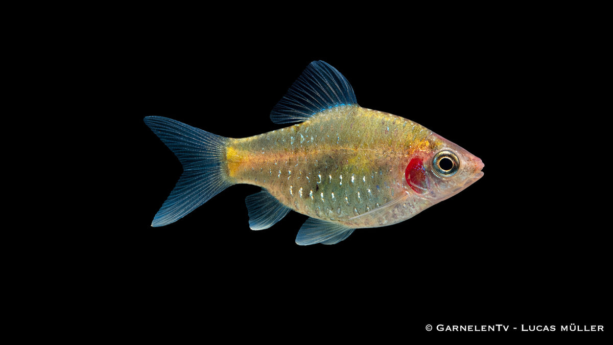 Purpurkopfbarbe - Pethia nigrofasciata