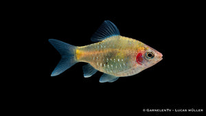Purpurkopfbarbe - Pethia nigrofasciata