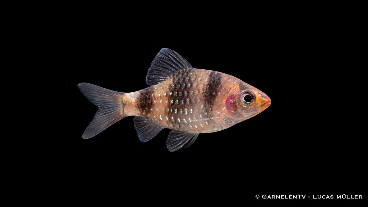 Purpurkopfbarbe - Pethia nigrofasciata