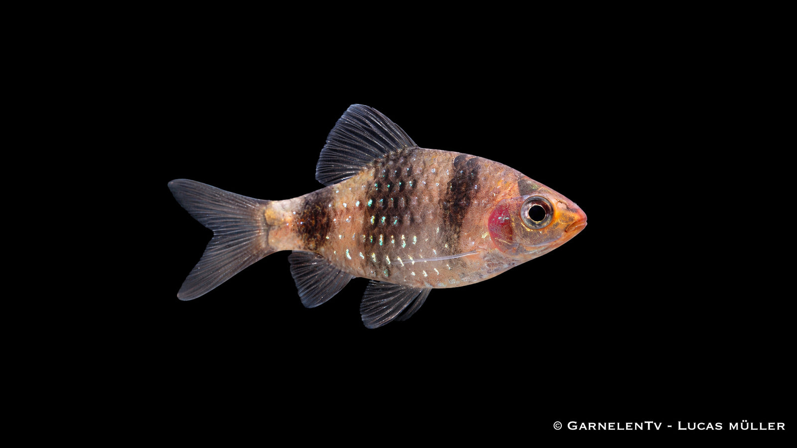 Purpurkopfbarbe - Pethia nigrofasciata
