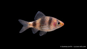 Purpurkopfbarbe - Pethia nigrofasciata