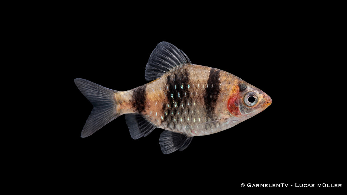Purpurkopfbarbe - Pethia nigrofasciata