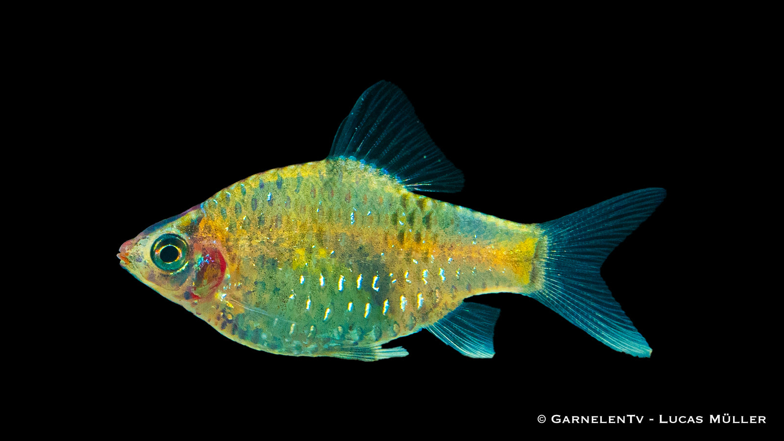 Purpurkopfbarbe schwimmend im Aquarium