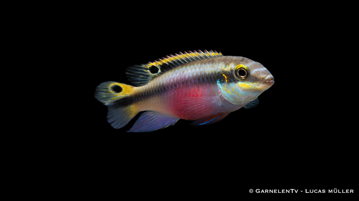 Purpurprachtbarsch - Pelvicachromis pulcher