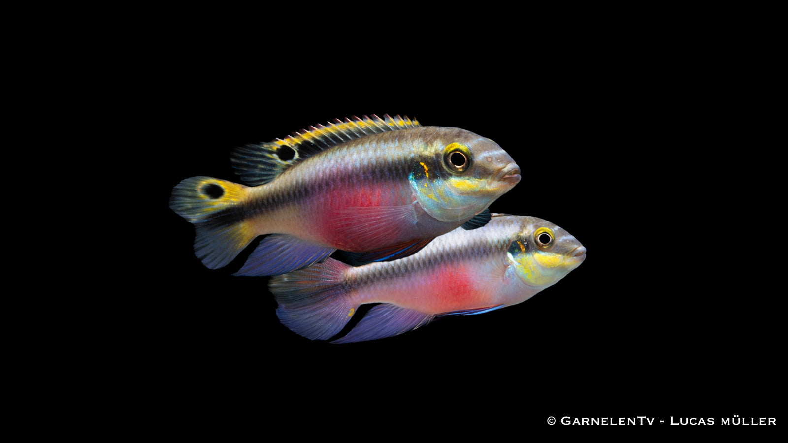 Purpurprachtbarsch - Pelvicachromis pulcher