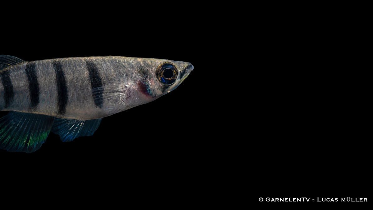 Gruppe Epiplatys dageti dageti in naturnah eingerichteten Aquarium mit dunklem Bodengrund und Laub