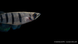 Gruppe Epiplatys dageti dageti in naturnah eingerichteten Aquarium mit dunklem Bodengrund und Laub