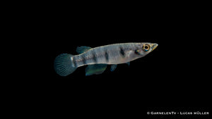 Querbandhechtling Epiplatys dageti dageti in dichter Randbepflanzung mit Schwimmpflanzen und ruhiger Oberfläche