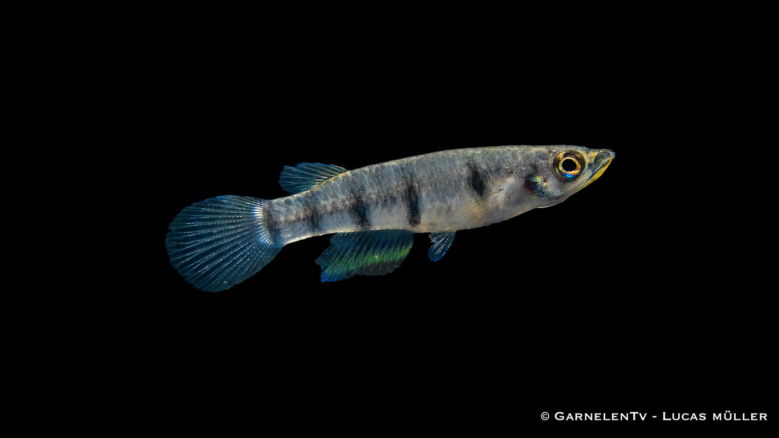 Querbandhechtling Epiplatys dageti dageti in dichter Randbepflanzung mit Schwimmpflanzen und ruhiger Oberfläche