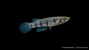 Männlicher Querbandhechtling mit intensiver Querbandzeichnung nahe Wasseroberfläche im Schwarzwasser Aquarium
