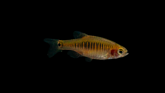 Quergestreifter Zwergbärbling Celestichtys erythromicron in aquarium