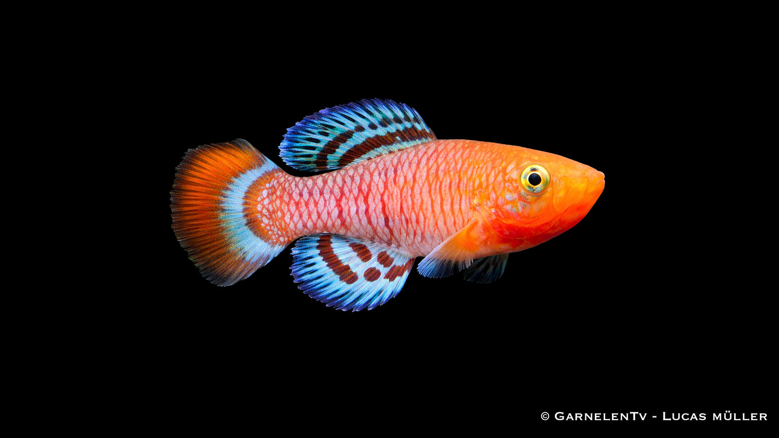 Rachows Prachtgrundkärpfling Nothobranchius rachovii Männchen mit intensiver Rot Blau Färbung