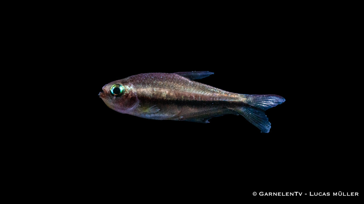 Rainbow-colored Regenbogentetra swimming