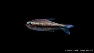 Rainbow-colored Regenbogentetra swimming