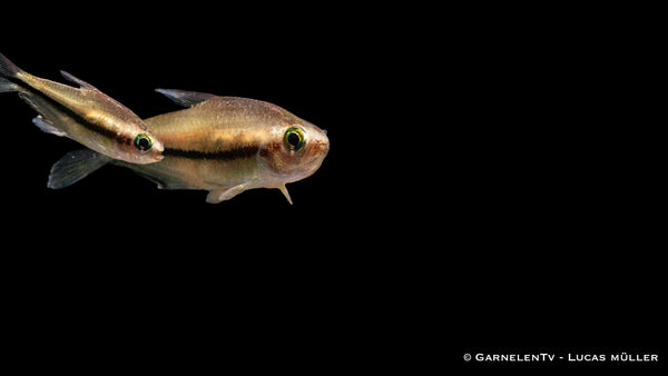 Rainbow Tetra Nematobrycon lacortei in community tank