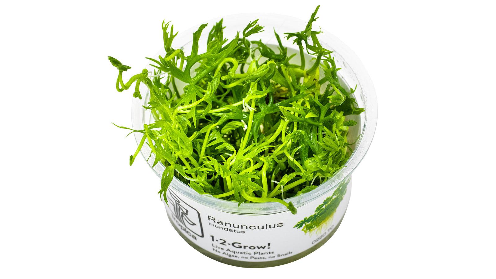 Ranunculus inundatus InVitro Pflanze