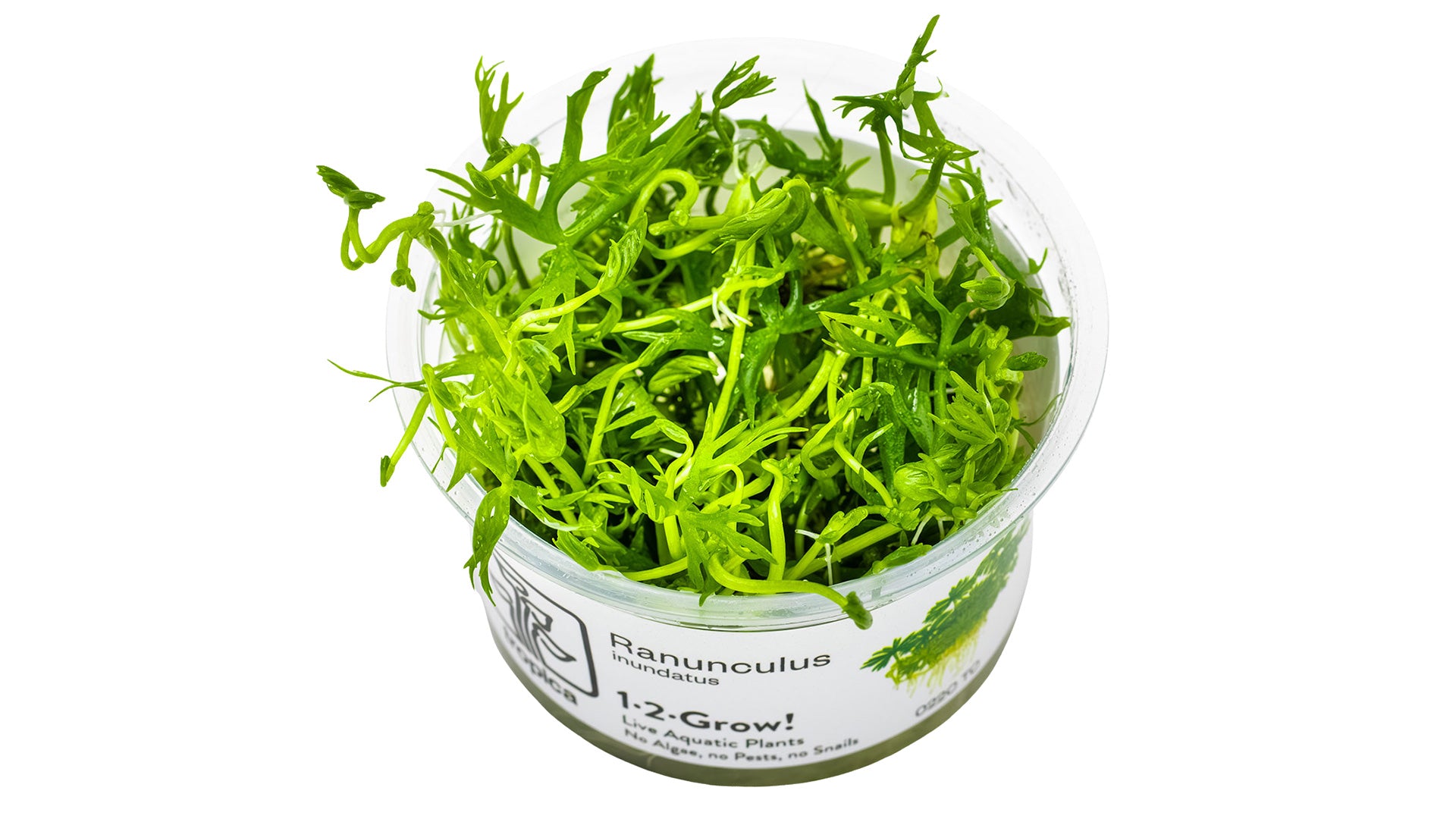 Ranunculus inundatus InVitro Pflanze