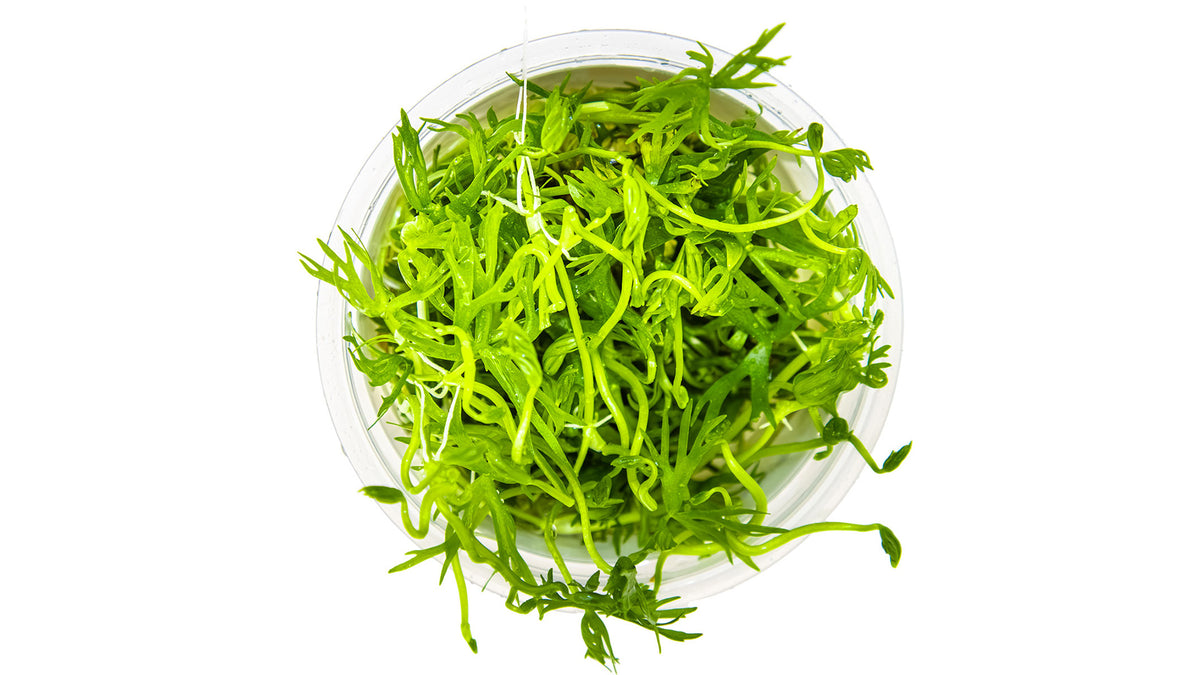 Ranunculus inundatus von oben