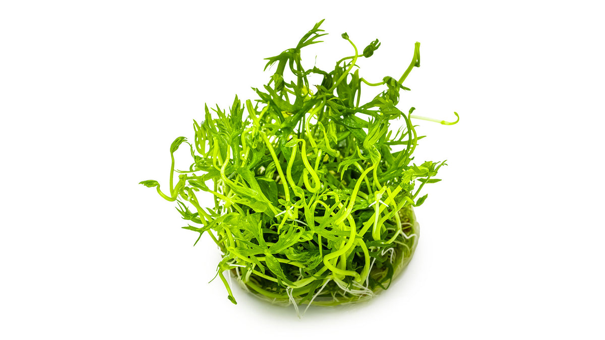 Ranunculus inundatus