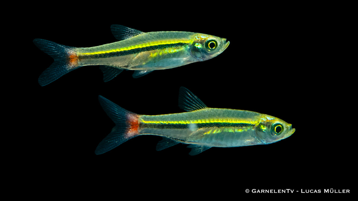 Rasbora borapetensis schwimmend in Pflanzen