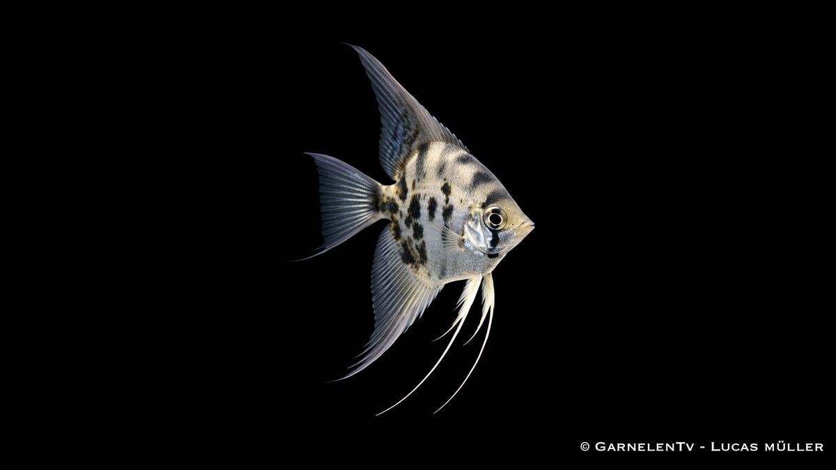 Rauch-Zebra-Skalar - Pterophyllum scalare