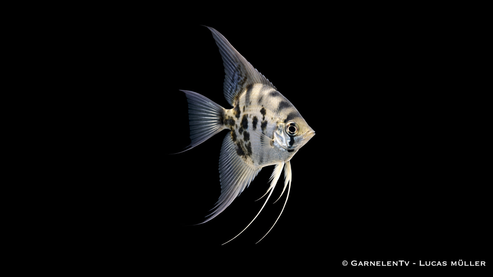 Rauch-Zebra-Skalar - Pterophyllum scalare