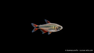 Rautenflecksalmler - Hemigrammus caudovittatus