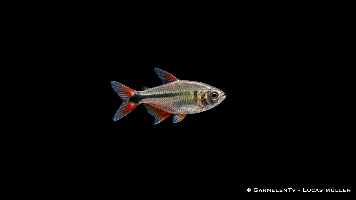 Rautenflecksalmler - Hemigrammus caudovittatus
