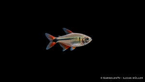 Rautenflecksalmler - Hemigrammus caudovittatus